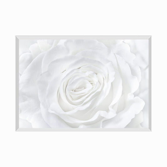 White rose background