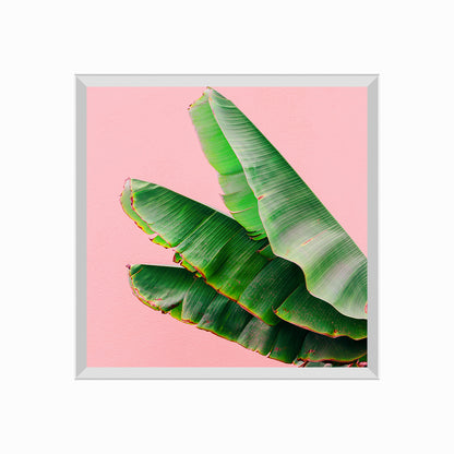 Plants On Pink Concept. Palm