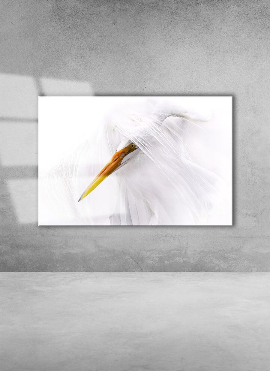 Great Egret Head Through White Plumage