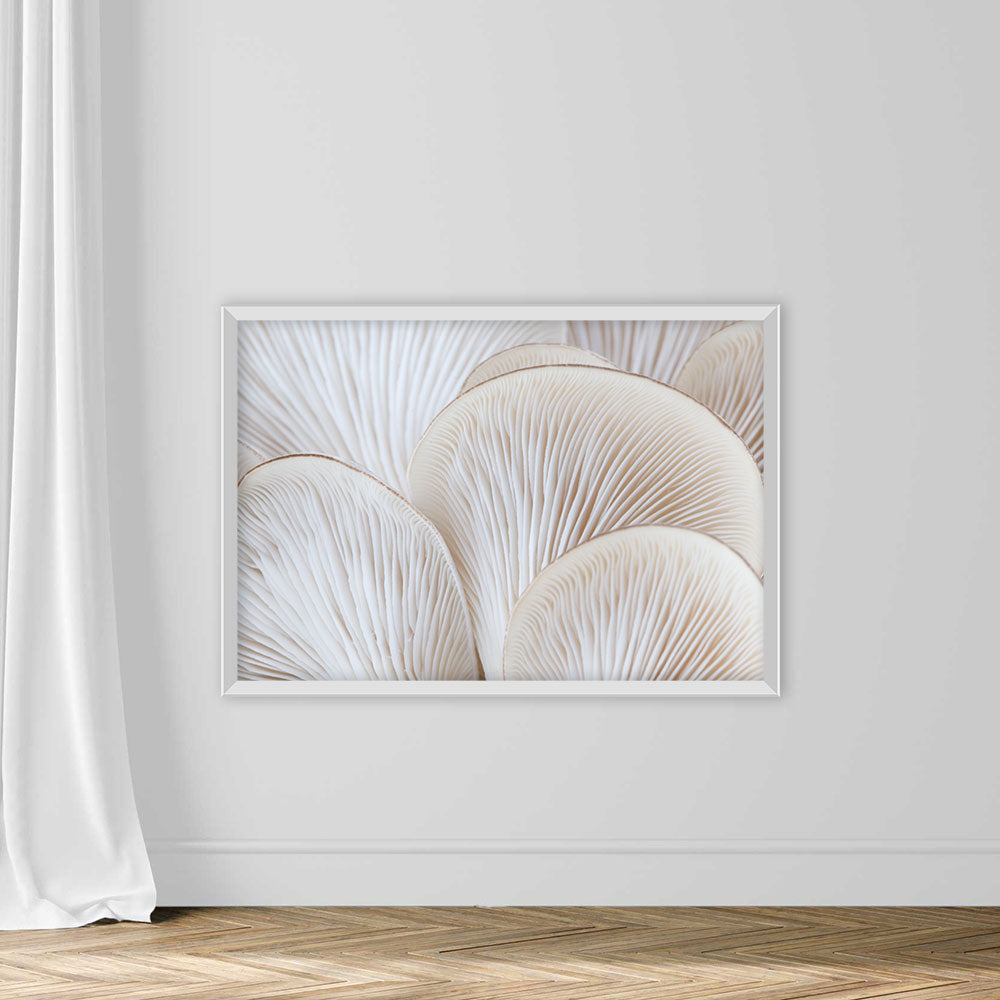 White Colored Oyster Mushroom