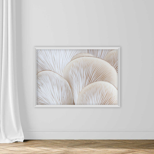 White Colored Oyster Mushroom