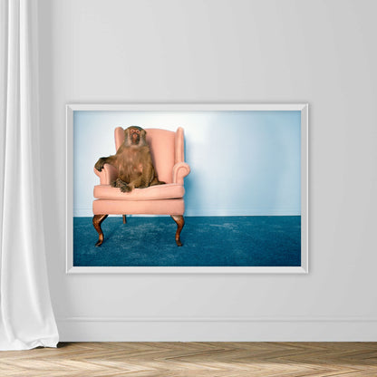 Baboon in armchair