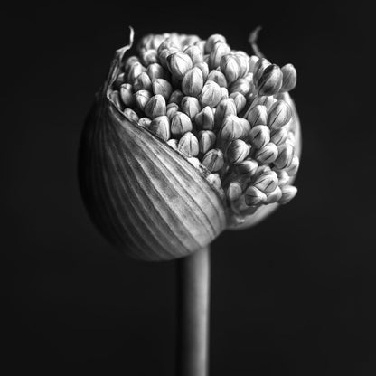 Allium flower - 90x90