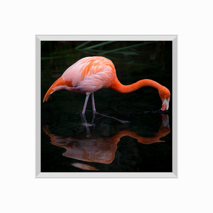 Flamingo Foraging In Lake