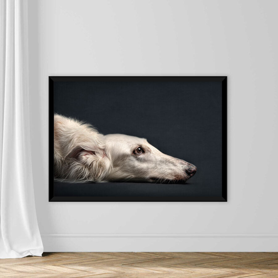 Portrait of dog laying on floor