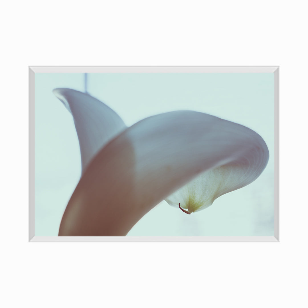 Calla lilly close-up.