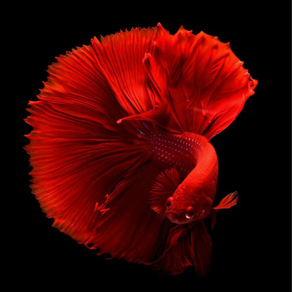 Red Fish In The Dark - 90x90