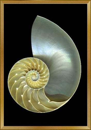 Nautilus Shell Macro Closeup Isolated on Black