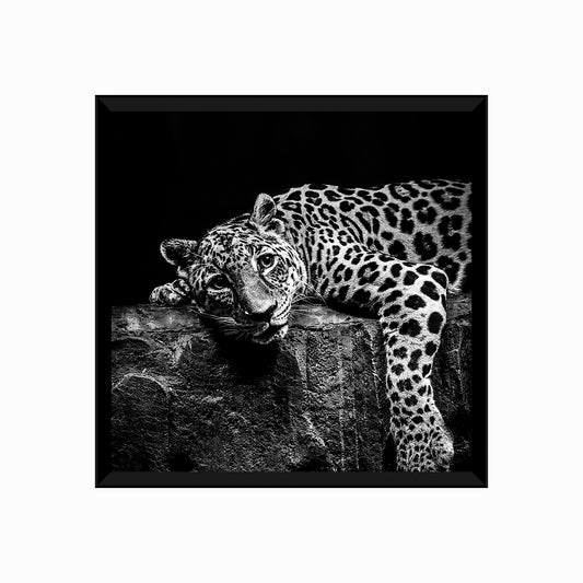 Leopard on Rock