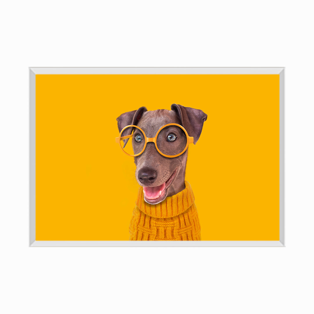 Funny dog with yellow glasses