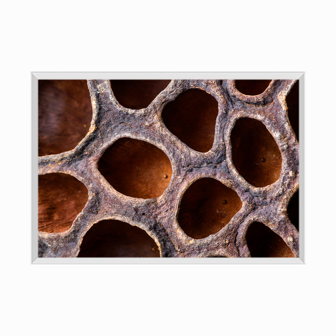 Abstract leaf macro background: Dry Lotus seed head