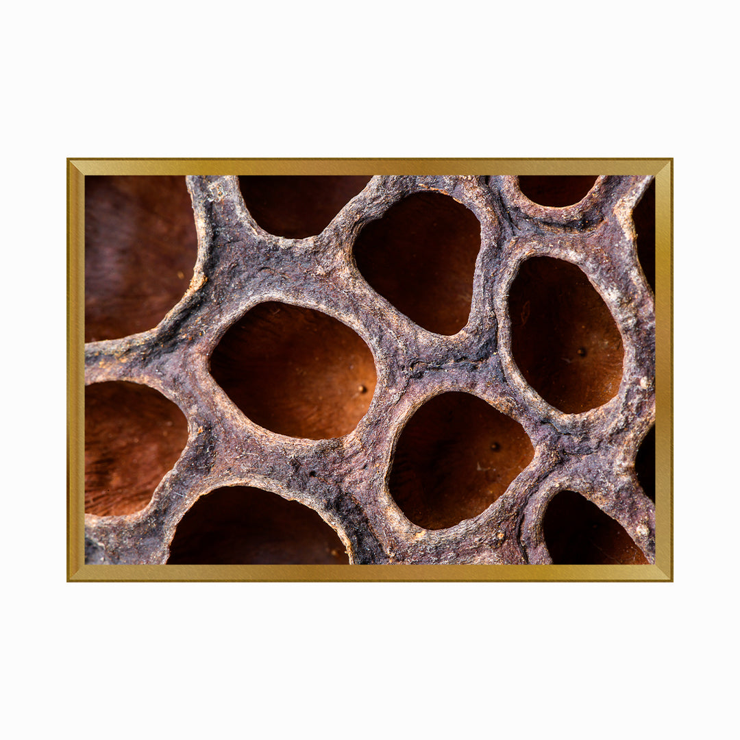 Abstract leaf macro background: Dry Lotus seed head