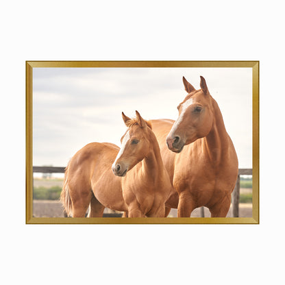 The Head Of A Quarter Horse