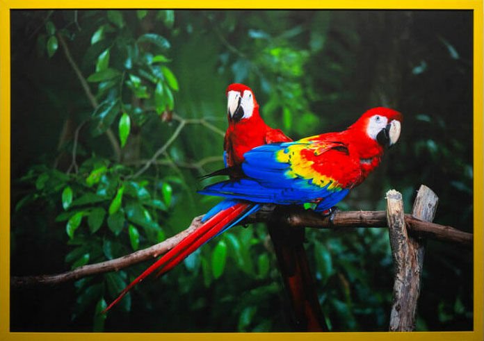 Scarlet Macaws | THEPALMER | Custom Design