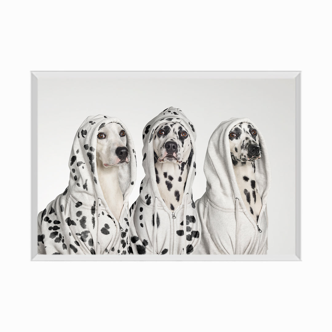 Three Dalmations wearing Hoodies