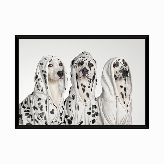 Three Dalmations wearing Hoodies