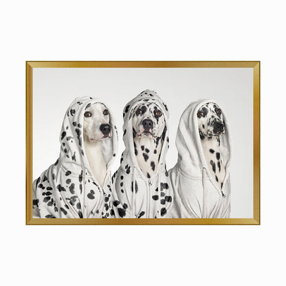 Three Dalmations wearing Hoodies