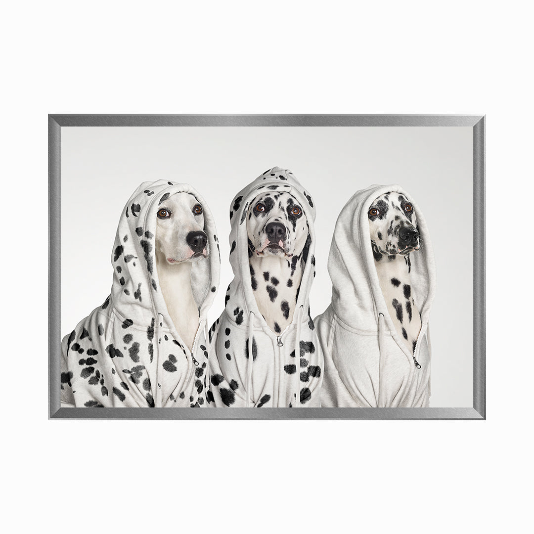 Three Dalmations wearing Hoodies