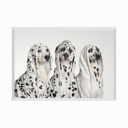 Three Dalmations wearing Hoodies