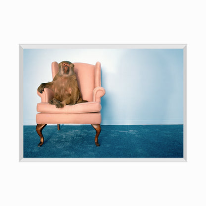 Baboon in armchair