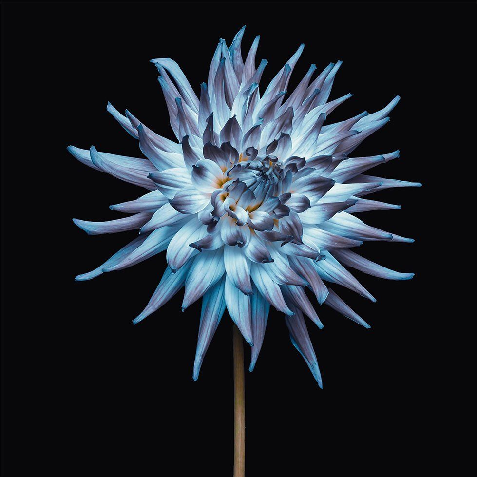 Close-Up Of Blue Dahlia Against Black Background - 90x90