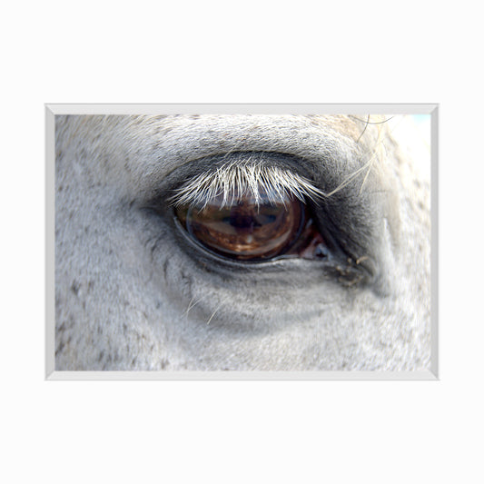 Close-Up Of Horse Eye