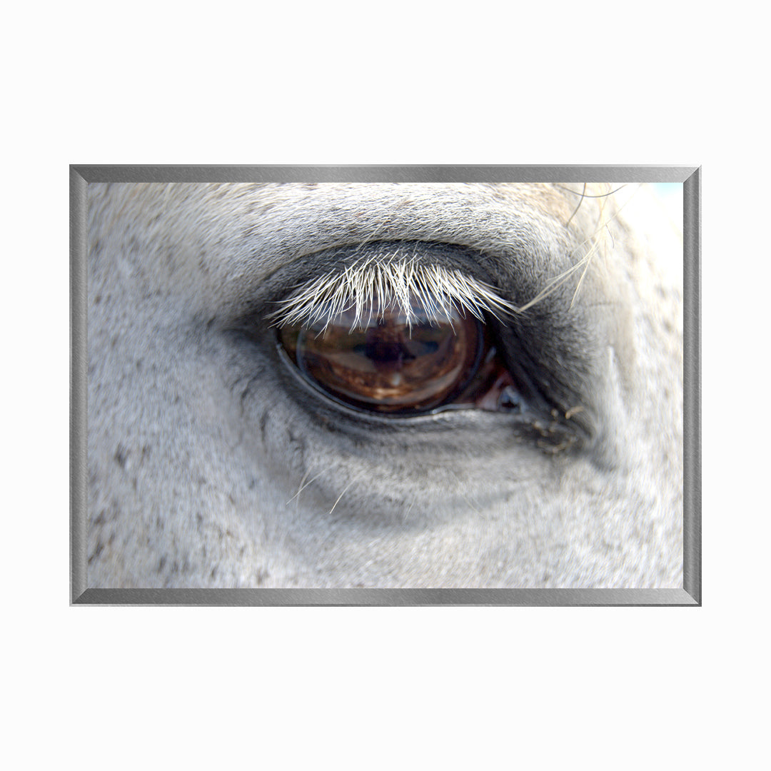 Close-Up Of Horse Eye