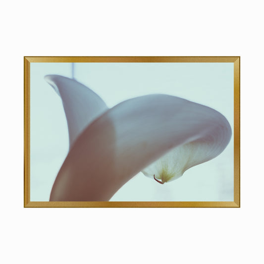 Calla lilly close-up.