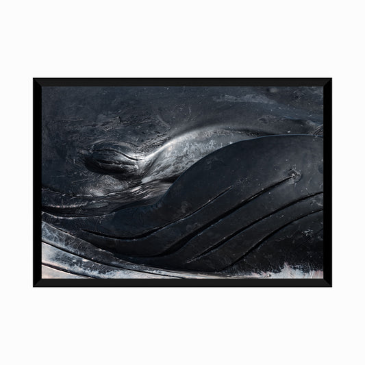 Deceased Male Humpback Whale