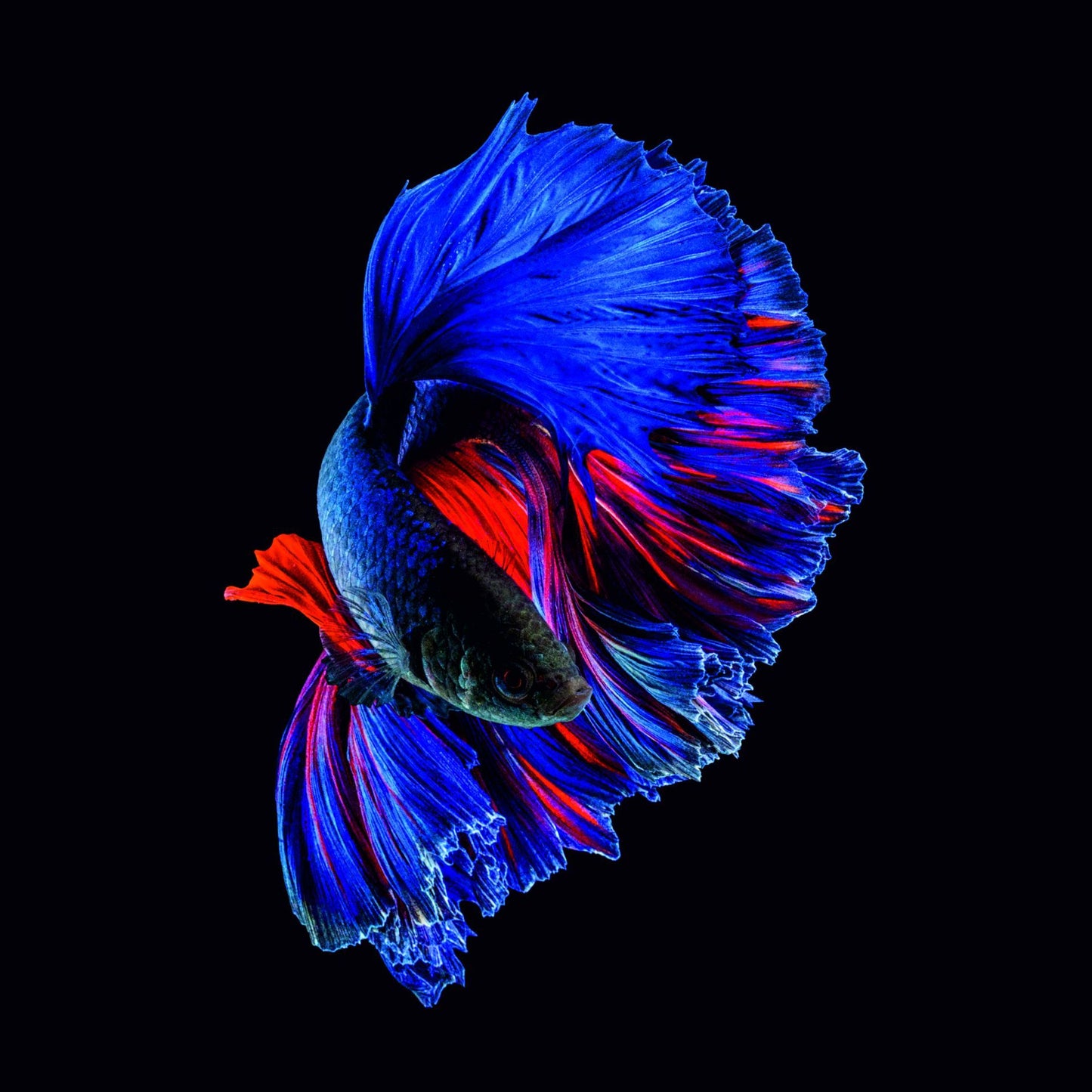 POTRAIT OF BETTA FISH - 90x90