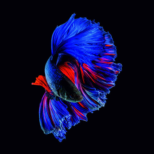 POTRAIT OF BETTA FISH - 90x90