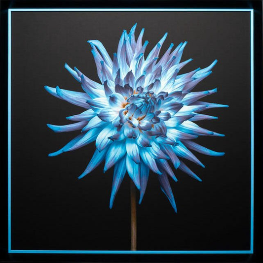 Blue Dahlia Black Background | Garry Solomon | Custom Design